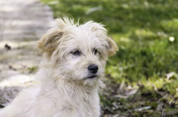 Een Hond Van Vooraanzicht — Stockfoto