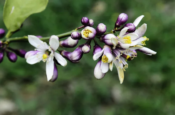 Apelsinblomma Ett Träd Våras Citrus Aurantium Stockfoto