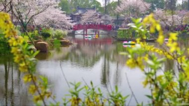 Çin Wuhan Doğu Lake Cherry blossom Bahçe Peyzaj bahar Timelapse görüntüleri
