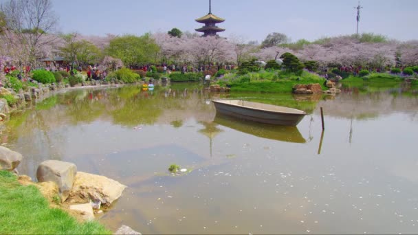 春天中国武汉东湖樱花园景观的时光流逝画面 — 图库视频影像