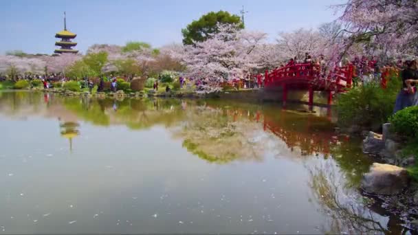 Časosběrné Záběry Číny Wuhan East Lake Cherry Blossom Zahradní Krajina — Stock video