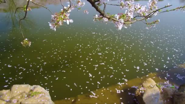 Časosběrné Záběry Číny Wuhan East Lake Cherry Blossom Zahradní Krajina — Stock video