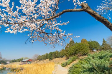 Erken baharda Pekin Yaz Sarayı manzara