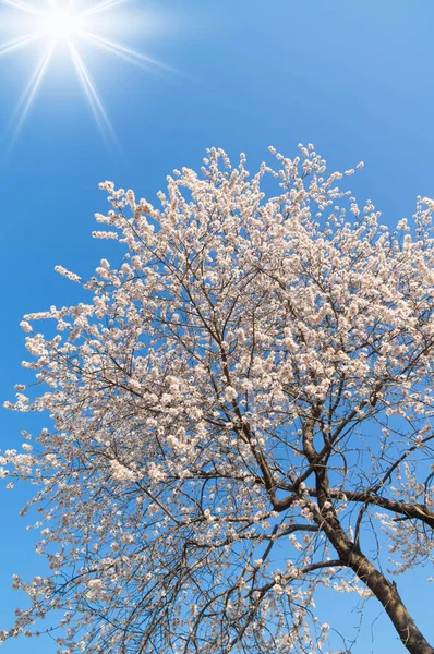 Erken baharda Pekin Yaz Sarayı manzara