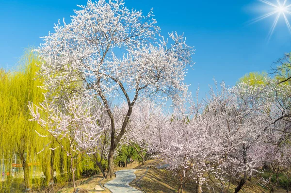 Paisaje Del Palacio Verano Beijing Principios Primavera — Foto de Stock