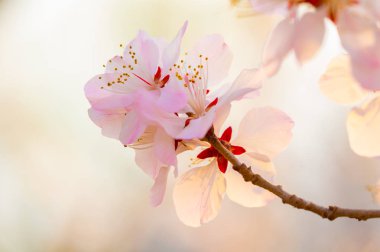 Şeftali çiçekleri erken baharda güneş ışığı altında