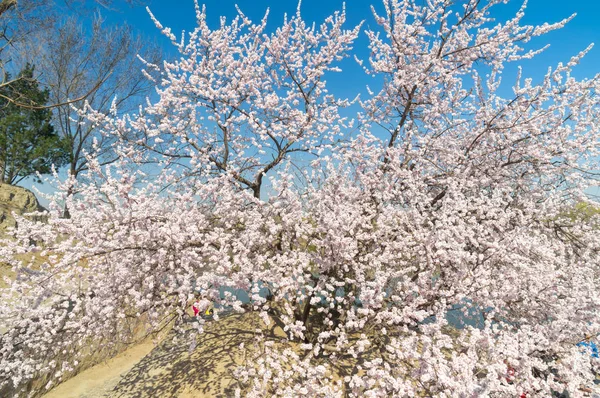 Paisaje Del Palacio Verano Beijing Principios Primavera — Foto de Stock