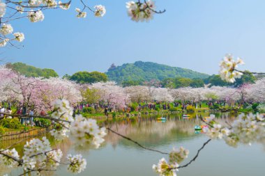 Sıcak baharda Wuhan Doğu Gölü Sakura Bahçesi 'nde tam Bloom kiraz çiçekleri