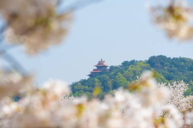 Sıcak baharda Wuhan Doğu Gölü Sakura Bahçesi 'nde tam Bloom kiraz çiçekleri