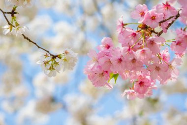 Sıcak baharda Wuhan Doğu Gölü Sakura Bahçesi 'nde tam Bloom kiraz çiçekleri