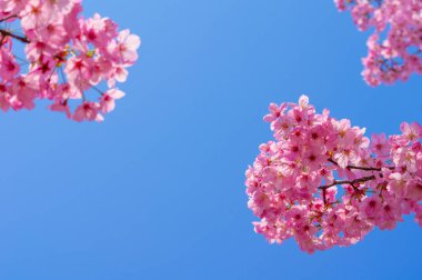 Sıcak baharda Wuhan Doğu Gölü Sakura Bahçesi 'nde tam Bloom kiraz çiçekleri