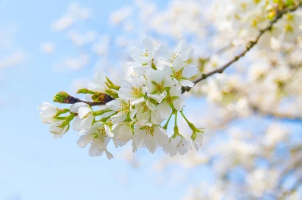 Flores Cerezo Plena Floración Wuhan East Lake Sakura Garden Primavera — Foto de Stock