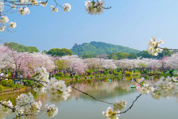 Flores Cerezo Plena Floración Wuhan East Lake Sakura Garden Primavera — Foto de Stock