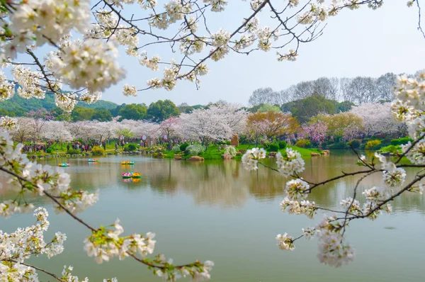 Flores Cerezo Plena Floración Wuhan East Lake Sakura Garden Primavera — Foto de Stock