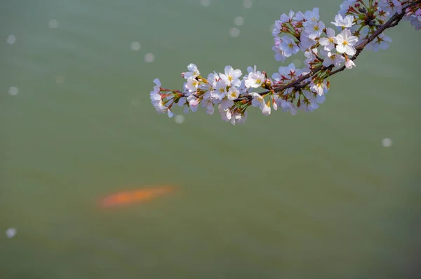 Цветение Сакуры Полном Расцвете Саду Ухань Восточное Озеро Сакура Теплой — стоковое фото