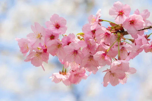 Sıcak baharda Wuhan Doğu Gölü Sakura Bahçesi 'nde tam Bloom kiraz çiçekleri