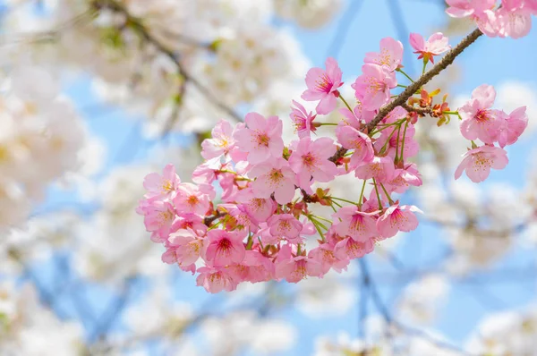 温泉の中の武漢東湖さくら園の満開の桜 — ストック写真