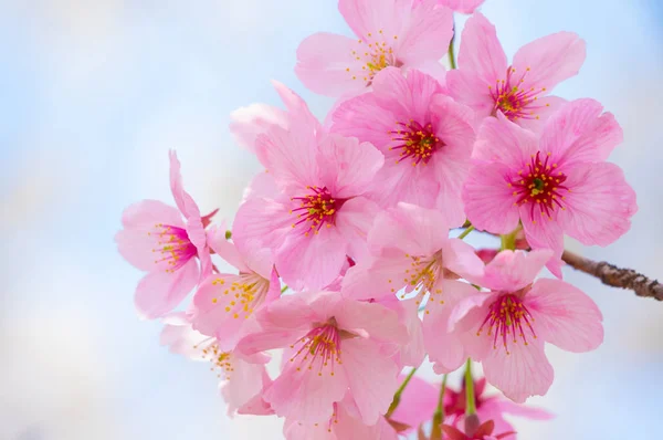 Cherry Blommar Full Blom Wuhan East Lake Sakura Garden Varma — Stockfoto