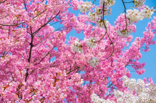 春暖花开春花盛开的武汉东湖樱花花园 — 图库照片