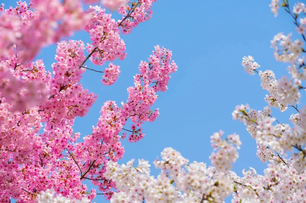 Sıcak baharda Wuhan Doğu Gölü Sakura Bahçesi 'nde tam Bloom kiraz çiçekleri