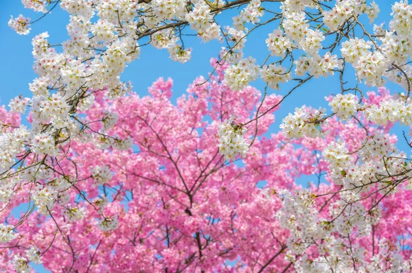 Sıcak baharda Wuhan Doğu Gölü Sakura Bahçesi 'nde tam Bloom kiraz çiçekleri