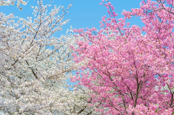 Sıcak baharda Wuhan Doğu Gölü Sakura Bahçesi 'nde tam Bloom kiraz çiçekleri