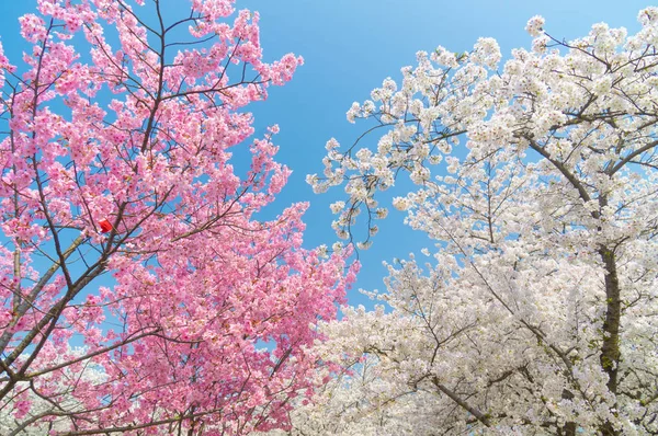 Flores Cerezo Plena Floración Wuhan East Lake Sakura Garden Primavera — Foto de Stock