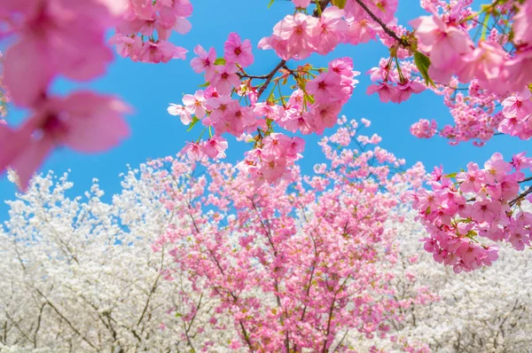 Flores Cerezo Plena Floración Wuhan East Lake Sakura Garden Primavera — Foto de Stock