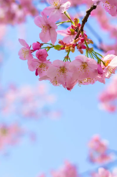 Sıcak baharda Wuhan Doğu Gölü Sakura Bahçesi 'nde tam Bloom kiraz çiçekleri