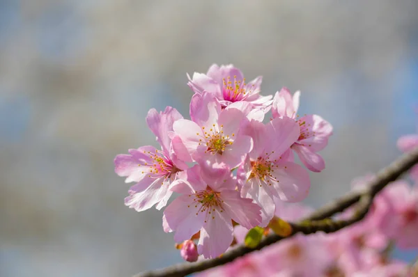 Flores Cerezo Plena Floración Wuhan East Lake Sakura Garden Primavera —  Fotos de Stock