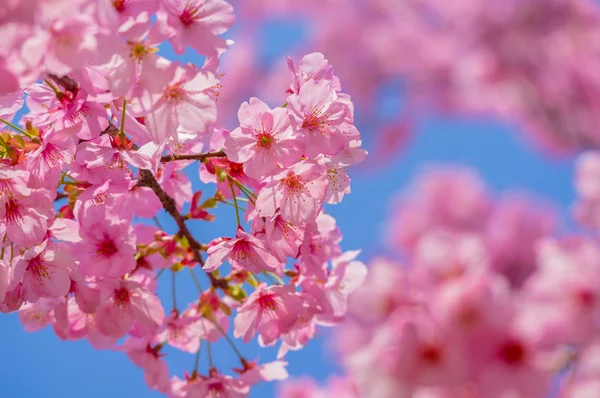 Sıcak baharda Wuhan Doğu Gölü Sakura Bahçesi 'nde tam Bloom kiraz çiçekleri