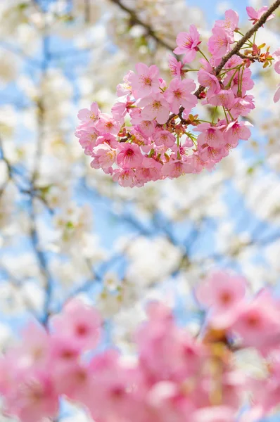 Cherry Bloesems Volle Bloei Wuhan East Lake Sakura Tuin Warme Stockfoto