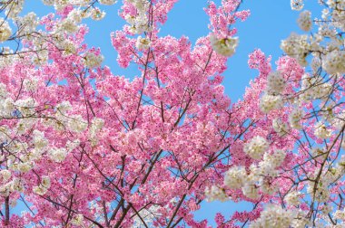 Sıcak baharda Wuhan Doğu Gölü Sakura Bahçesi 'nde tam Bloom kiraz çiçekleri