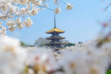 Sıcak baharda Wuhan Doğu Gölü Sakura Bahçesi 'nde tam Bloom kiraz çiçekleri