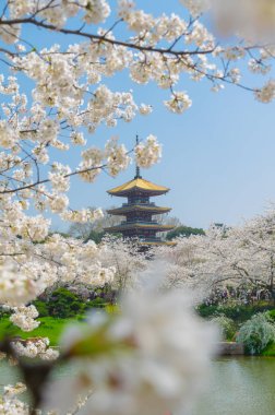 Sıcak baharda Wuhan Doğu Gölü Sakura Bahçesi 'nde tam Bloom kiraz çiçekleri