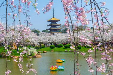 Sıcak baharda Wuhan Doğu Gölü Sakura Bahçesi 'nde tam Bloom kiraz çiçekleri