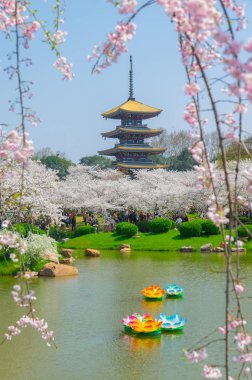Sıcak baharda Wuhan Doğu Gölü Sakura Bahçesi 'nde tam Bloom kiraz çiçekleri