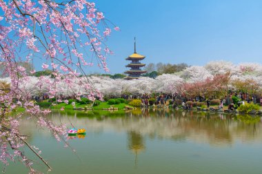 Sıcak baharda Wuhan Doğu Gölü Sakura Bahçesi 'nde tam Bloom kiraz çiçekleri