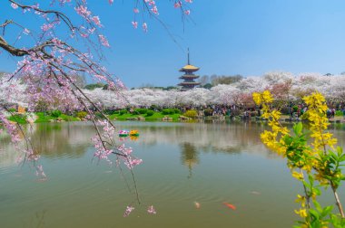 Sıcak baharda Wuhan Doğu Gölü Sakura Bahçesi 'nde tam Bloom kiraz çiçekleri