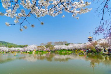 Sıcak baharda Wuhan Doğu Gölü Sakura Bahçesi 'nde tam Bloom kiraz çiçekleri