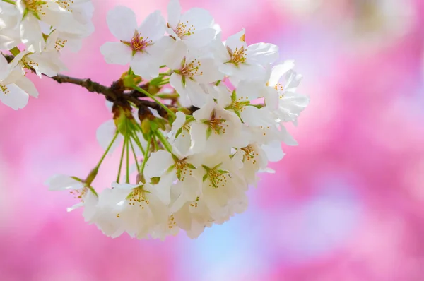 Flores Cerezo Plena Floración Wuhan East Lake Sakura Garden Primavera —  Fotos de Stock