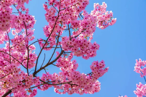 Sıcak baharda Wuhan Doğu Gölü Sakura Bahçesi 'nde tam Bloom kiraz çiçekleri