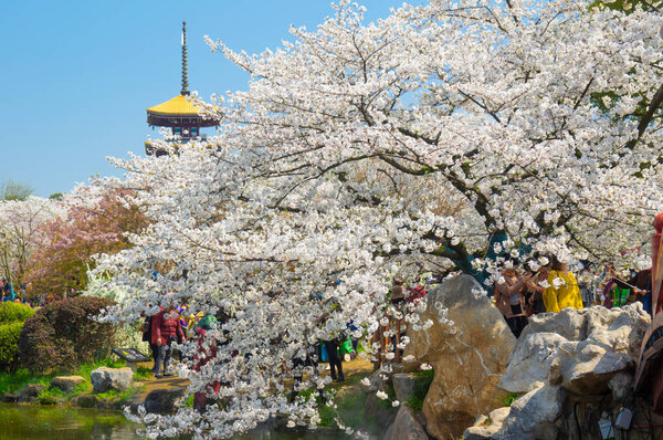 Cherry Blossoms Full Bloom Wuhan East Lake Sakura Garden Warm — Stock Photo, Image