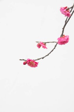 Bahar içinde Wuhan Doğu Gölü Plum-Blossom Bahçe tam Bloom erik çiçekleri
