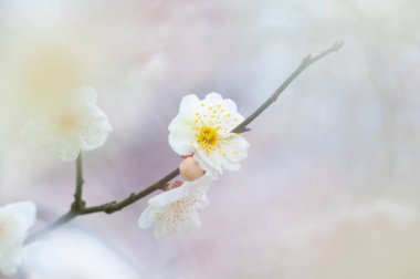 Bahar içinde Wuhan Doğu Gölü Plum-Blossom Bahçe tam Bloom erik çiçekleri