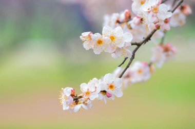 Bahar içinde Wuhan Doğu Gölü Plum-Blossom Bahçe tam Bloom erik çiçekleri