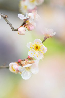 Plum blossoms in full bloom in Wuhan East Lake Plum-blossom Garden in spring clipart