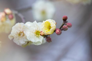 Bahar içinde Wuhan Doğu Gölü Plum-Blossom Bahçe tam Bloom erik çiçekleri