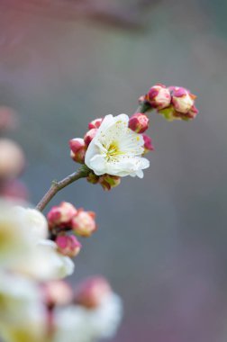 Bahar içinde Wuhan Doğu Gölü Plum-Blossom Bahçe tam Bloom erik çiçekleri
