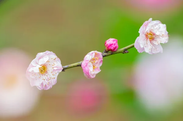 Plum blossoms in full bloom in Wuhan East Lake Plum-blossom Garden in spring